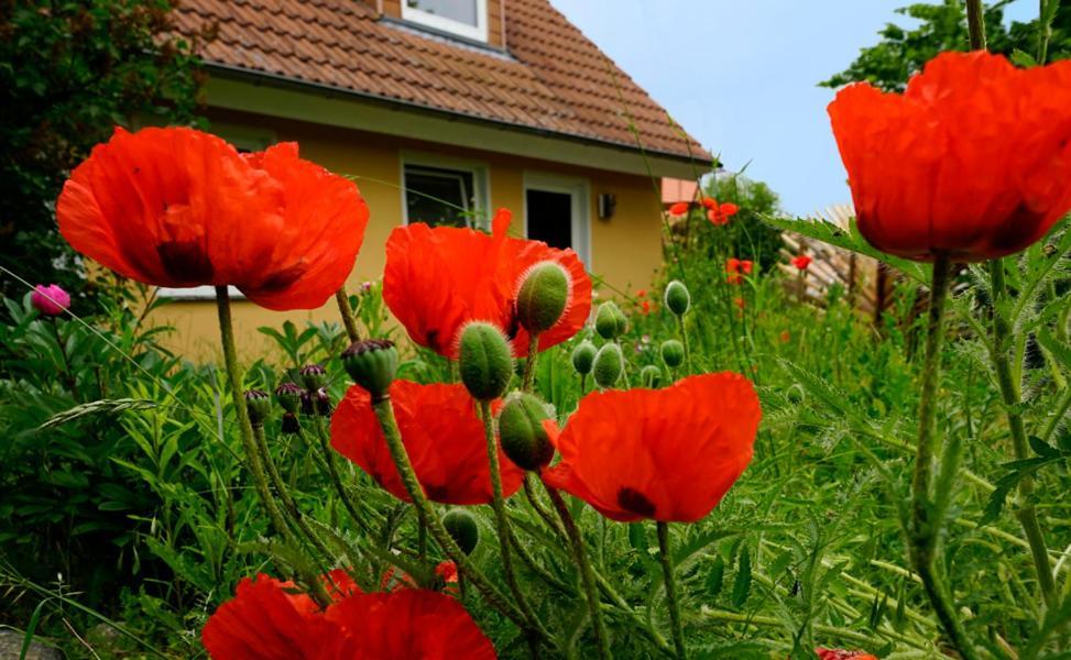 Ferienwohnung In Der Uckermark Am Oberuckersee Ot Warnitz ภายนอก รูปภาพ